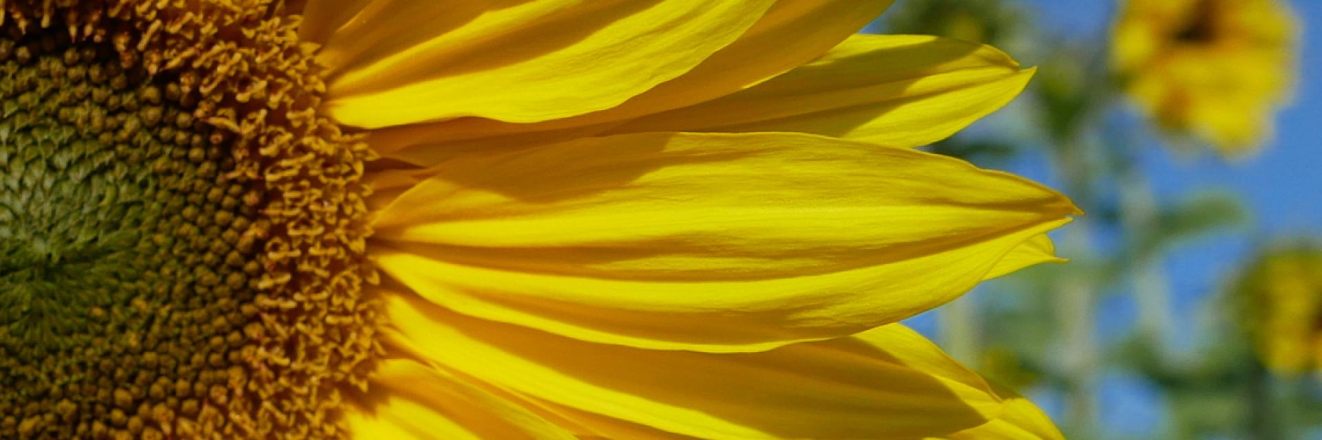 Sonnenblume